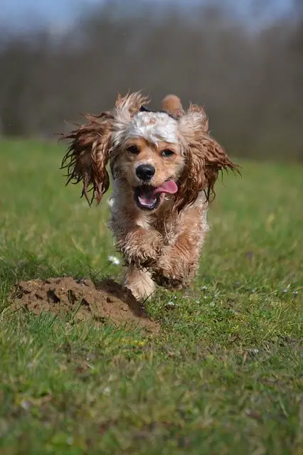 Cocker spaniel americano