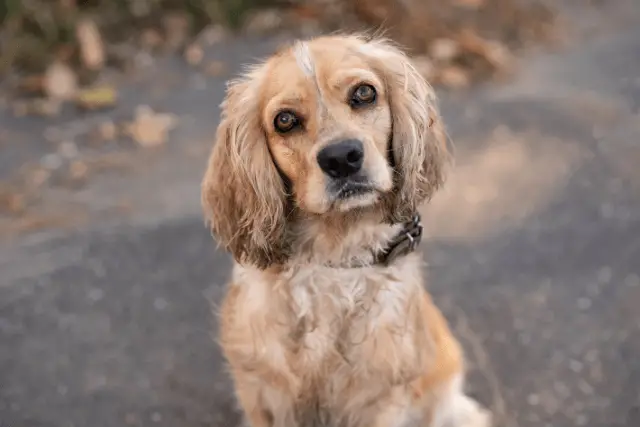 American Cocker Spaniel