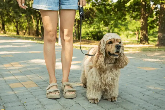 American Cocker Spaniel