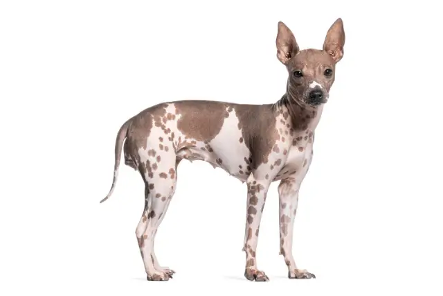 American Hairless Terrier