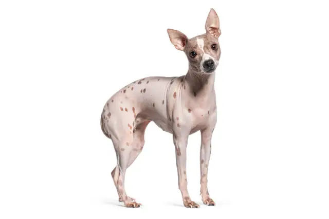 American Hairless Terrier