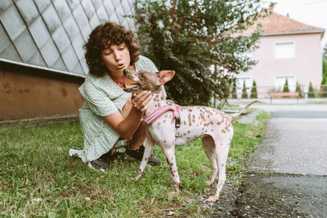 American Hairless Terrier