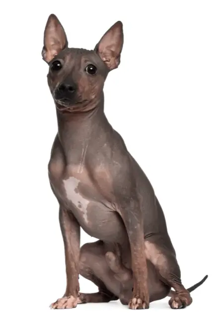 American Hairless Terrier