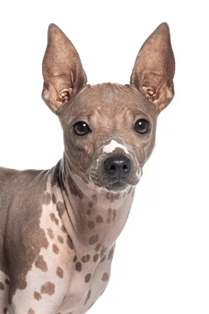 American Hairless Terrier