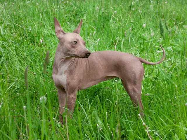 american hairless terrier