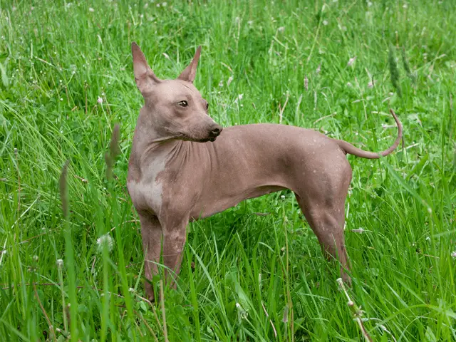 american hairless terrier on grass