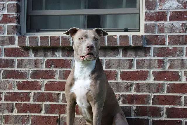 americano pit bull terrier