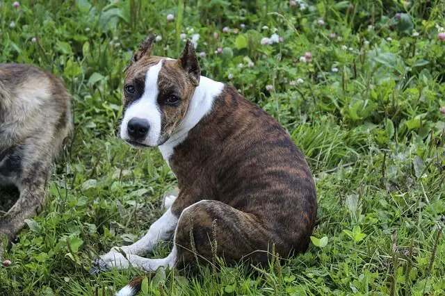 American Staffordshire Terrier