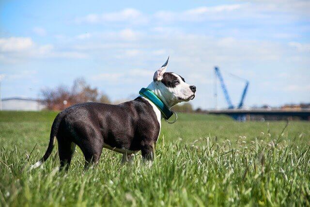 american-staffordshire-terrier