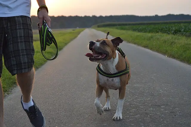 american staffordshire terrier walking