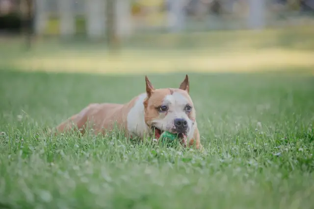 Amstaff