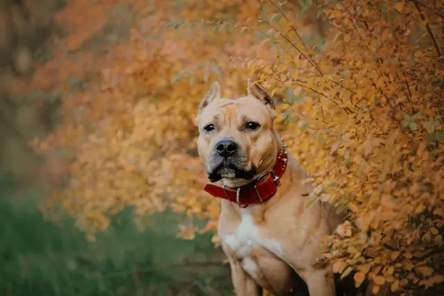 Amstaff