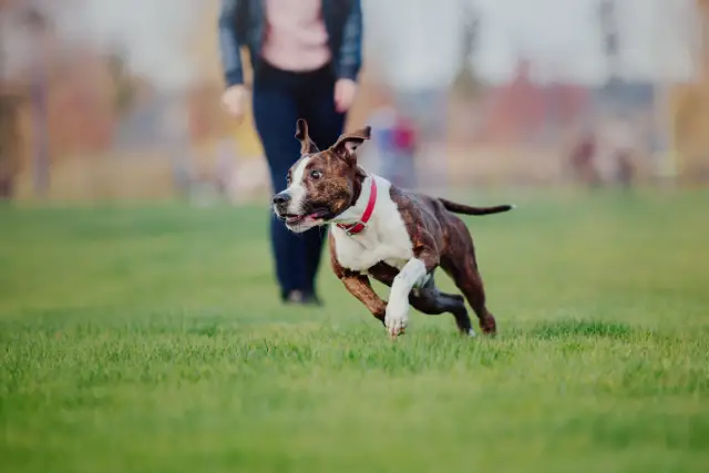 Amstaff