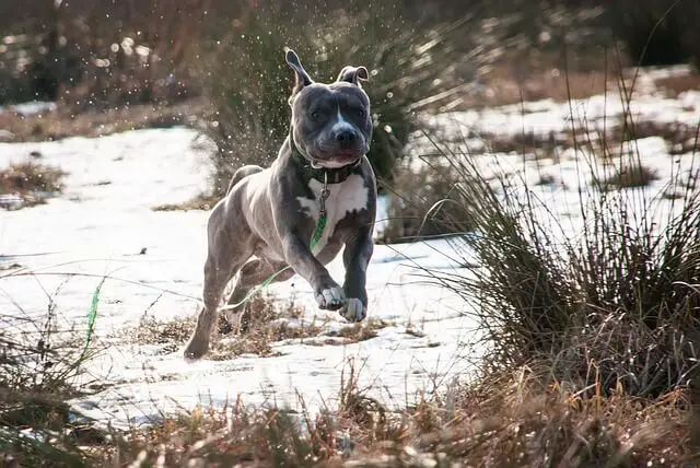 amstaff dog