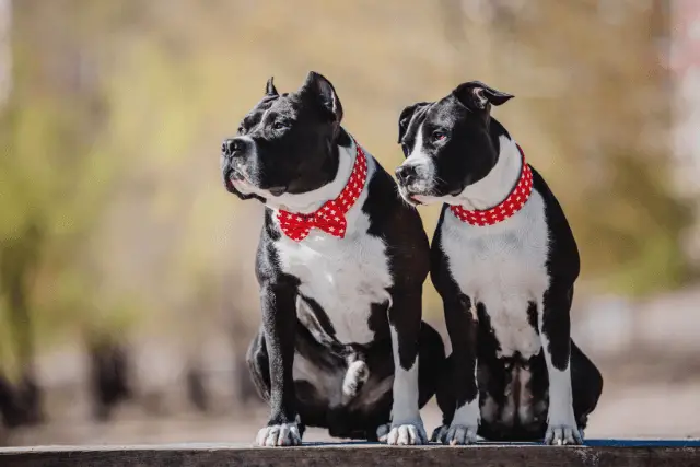 Amstaff dogs