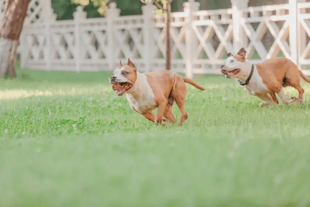 Amstaff dogs