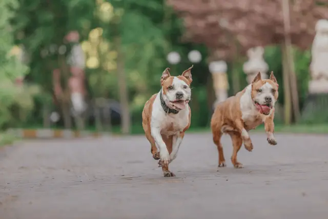 Amstaff dogs