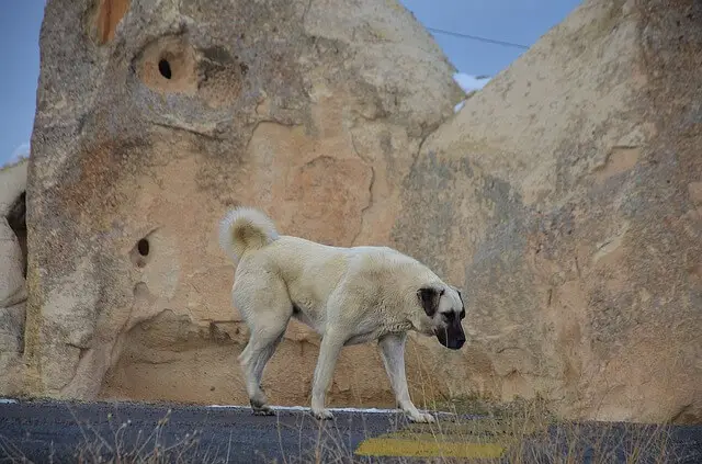 anatolian shepherd on duty