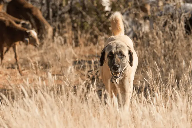 anatolian shepherd working