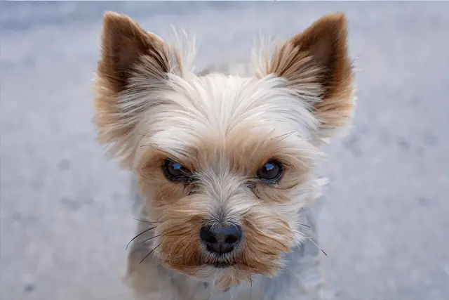 angry yorkshire terrier