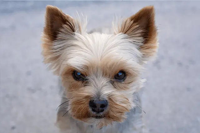 Yorkshire terrier enojado