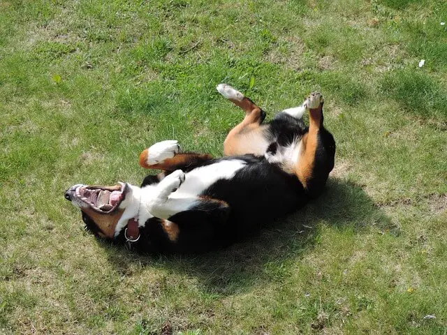 appenzell-mountain-dog rolling