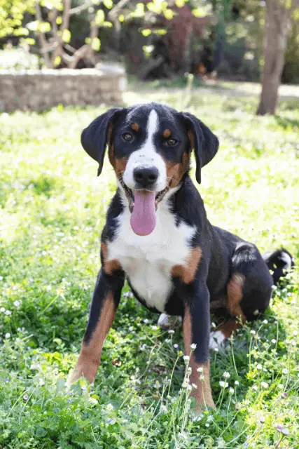 Appenzeller Sennenhund