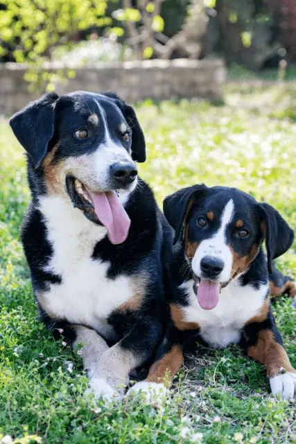 Appenzeller Sennenhund