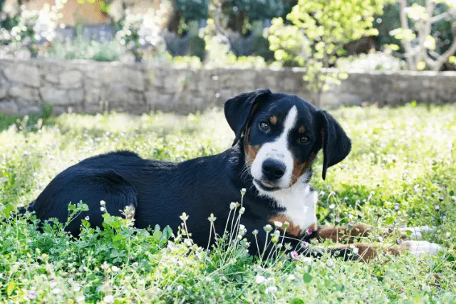 Appenzeller Sennenhund