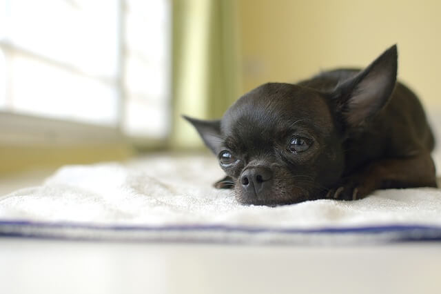 apple head chihuahua