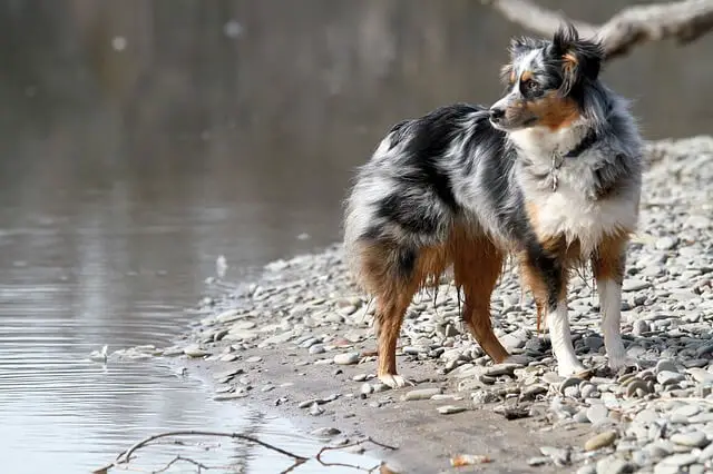 aussie pas vodič