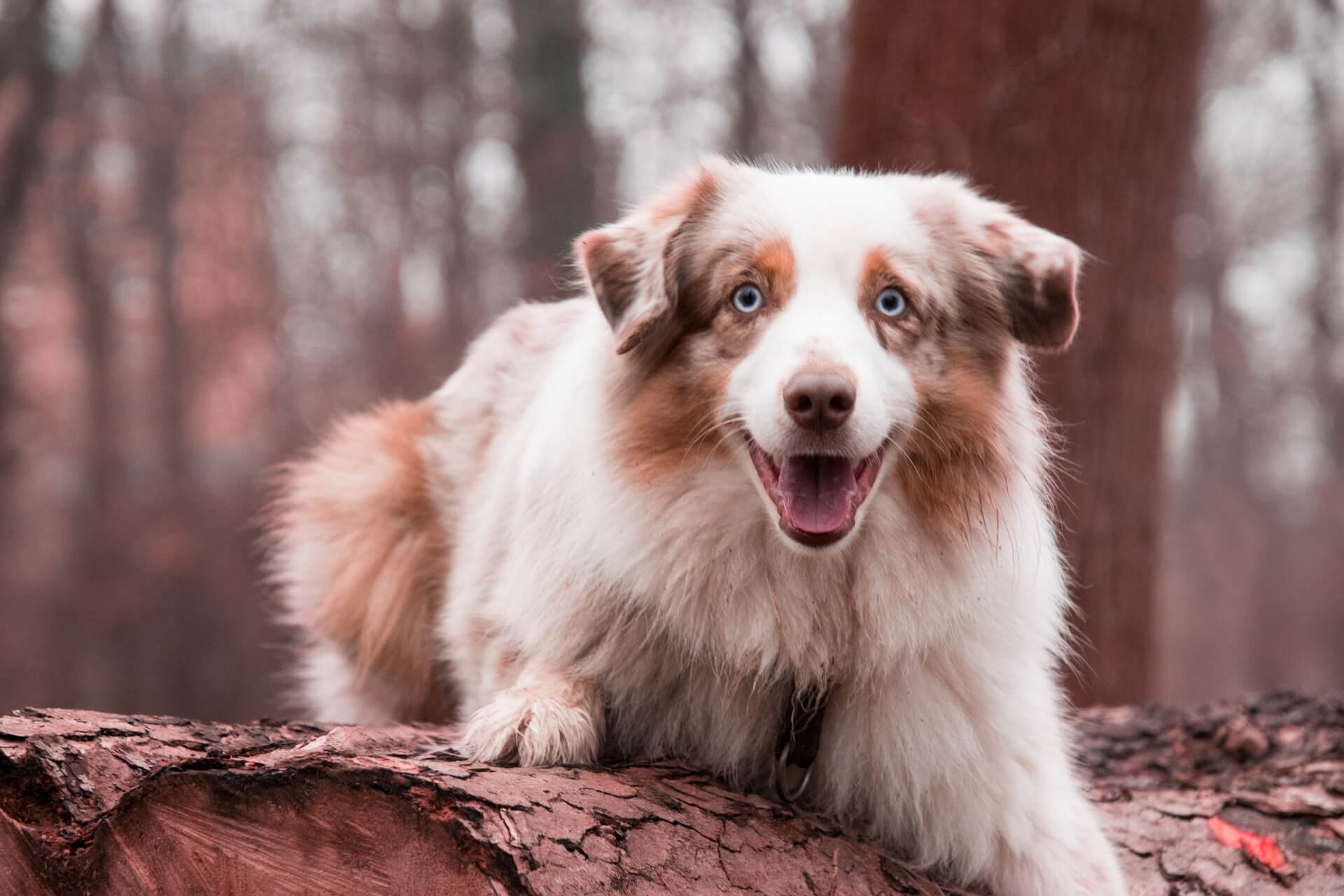 aussie in nature