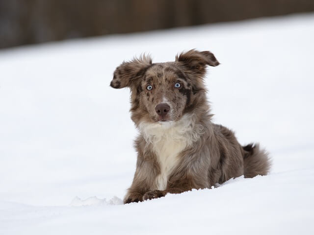 aussie in snow