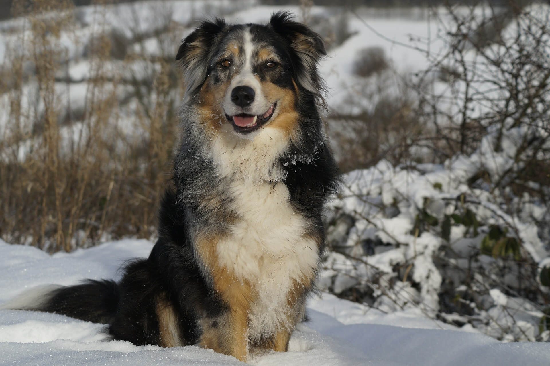 aussie on snow