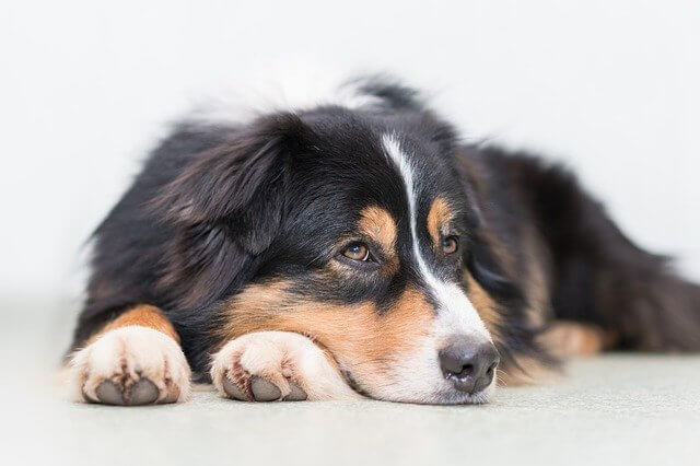 aussie shepherd