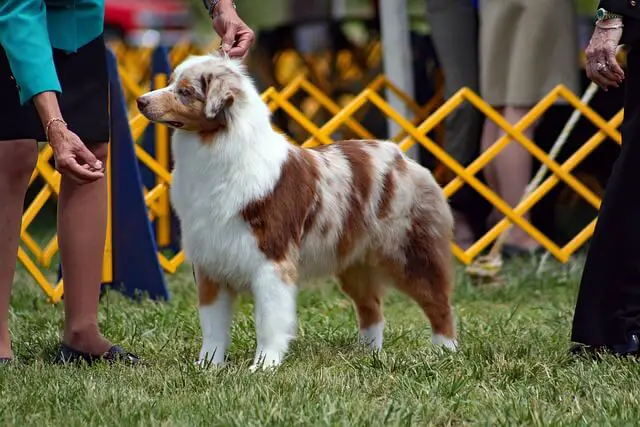 aussie shepherd dog show