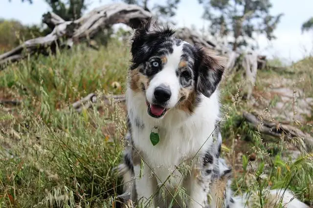 aussie shepherd