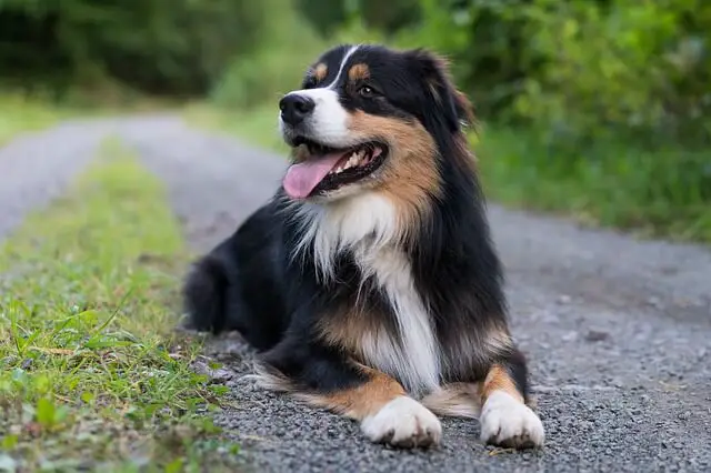 aussie shepherd