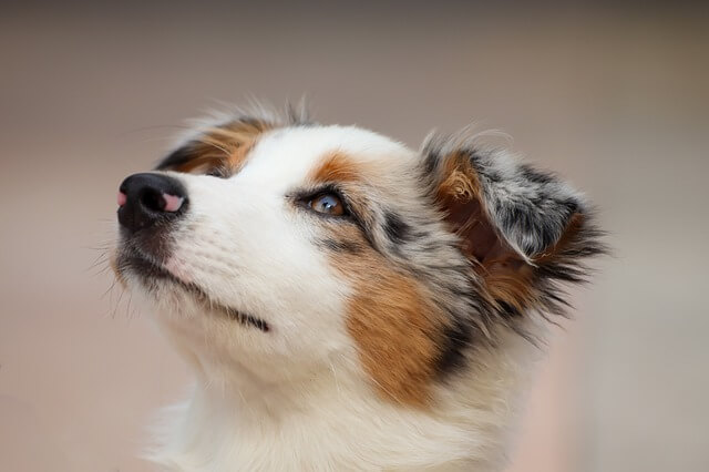 aussie shepherd puppy