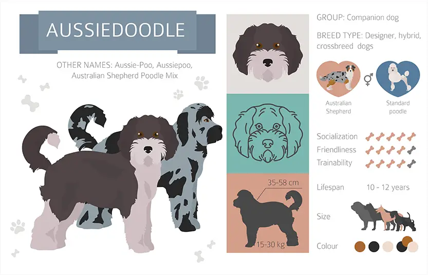 aussiedoodle infographic