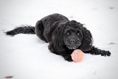 aussiedoodle laying