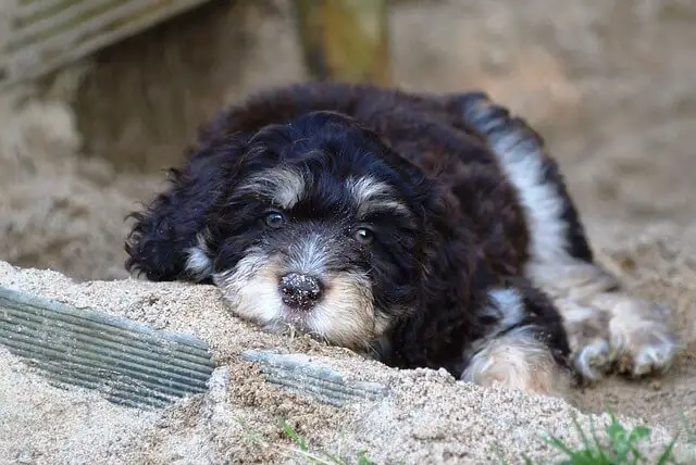 aussiedoodle puppy laying