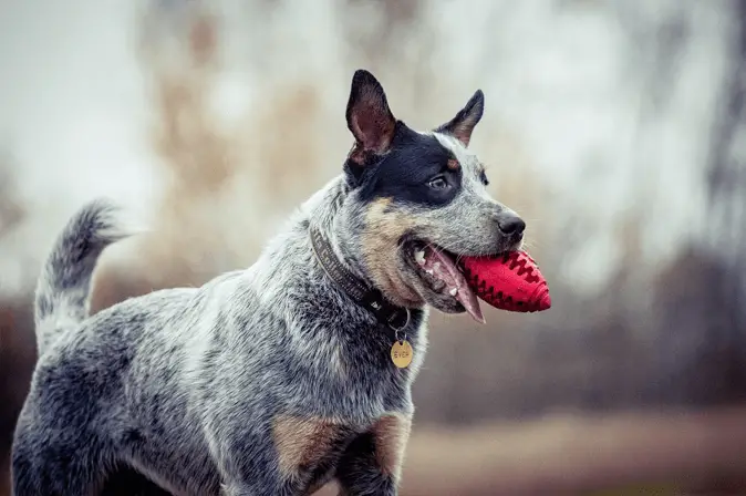 Australian Cattle Dog