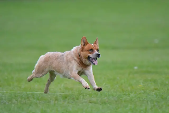 australian cattle dog running