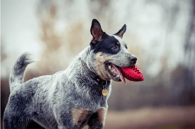 australian cattle dog with ball