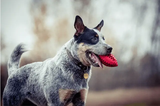 Boyero Australiano