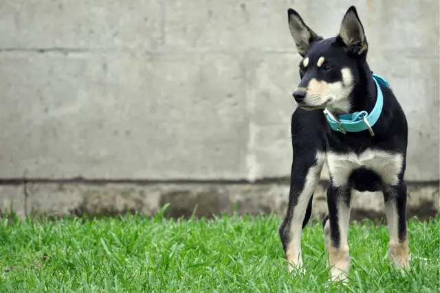 Australian Kelpie