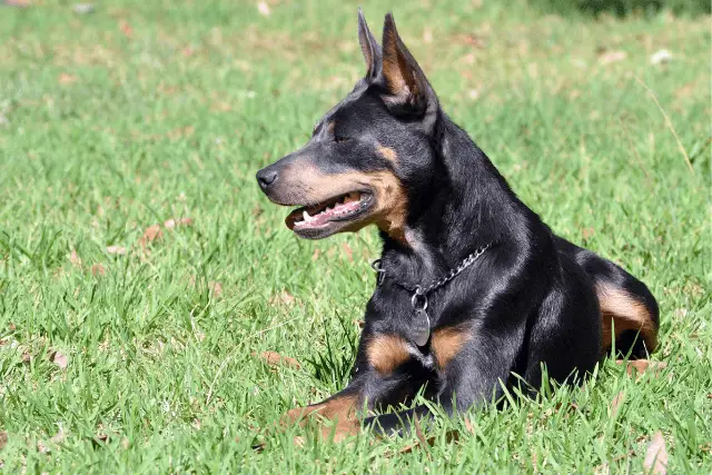 Australian Kelpie