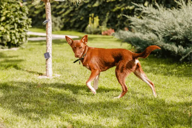 Australian Kelpie