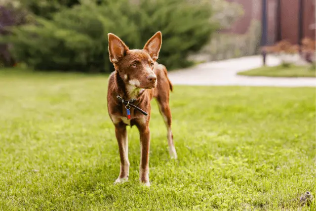 Australian Kelpie